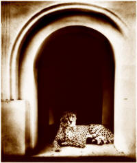 Cheeta in the tempel