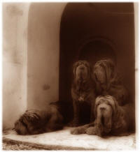The four guardians, some of Uberto's Mastini Napoletano